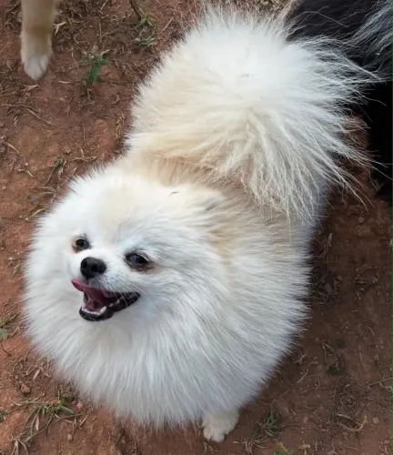 Cruza Lulu 