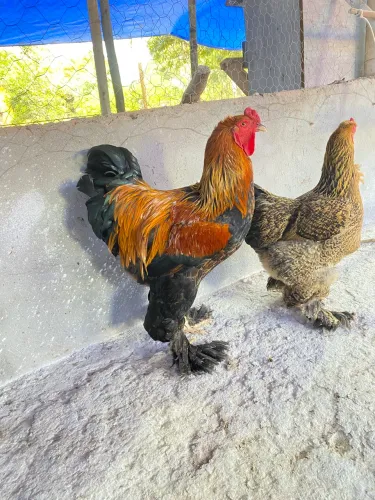 Casal de Brahma Perdiz