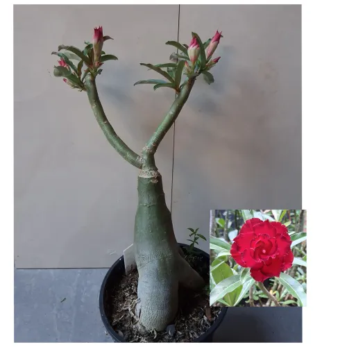 Rosa do deserto
