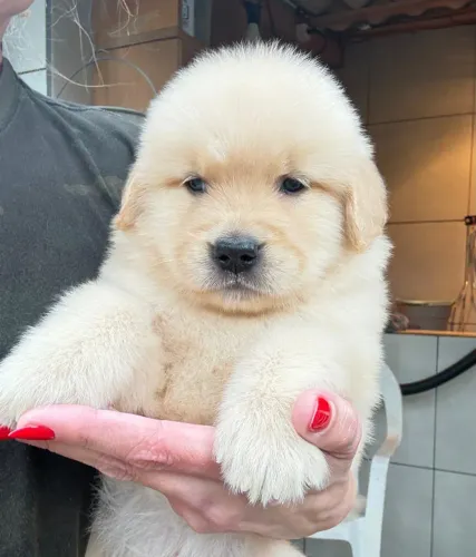 Vendo um Golden Retriever Macho com pedigree