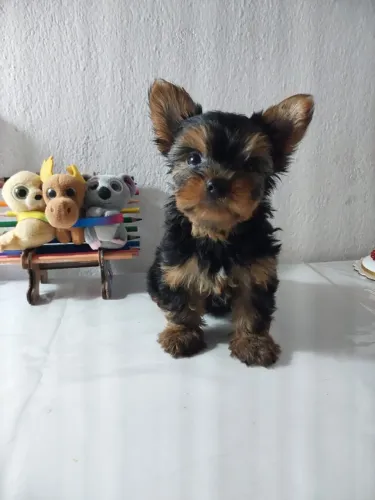 Filhotes de yorkshire 
