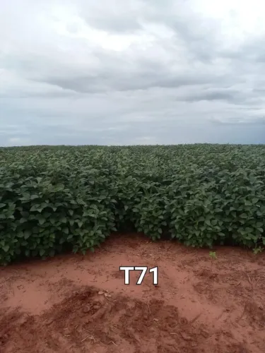Fazenda de arrendamento 16.000hec. ou arrenda partir de 5 mil hec no MS.