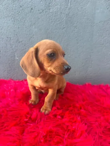 Dachshunds salsichinha