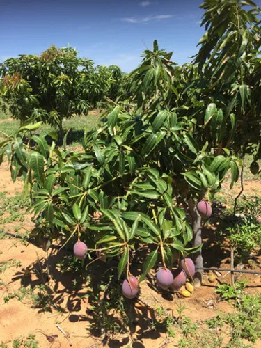 Mangas Anãs Precoce - Enxertadas!!