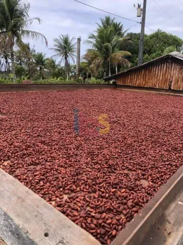 Fazenda Em Serra Grande Cacau Cabruca (Organico )