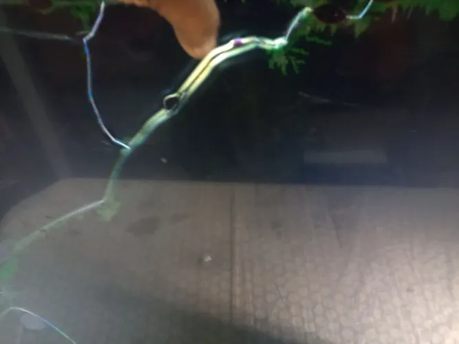 Tv TCL 43;Pol tela quebrada 