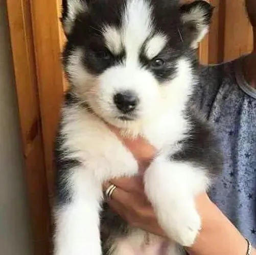 Husky siberiano energetico 