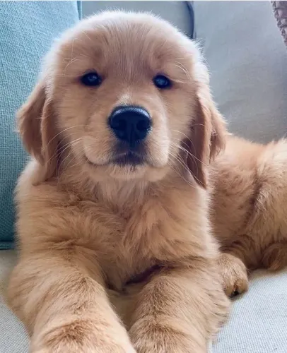 Filhote Golden Retriever lindo peludo e charmoso