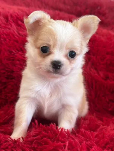 Chihuahua.  Amor de 4 pagas! Macho Pêlo longo 