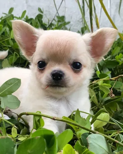 Chihuahua transforma seus dias mais alegres.