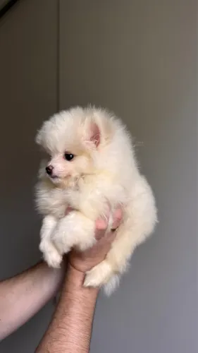 SPITZ ALEMÃO ANAO FÊMEAS