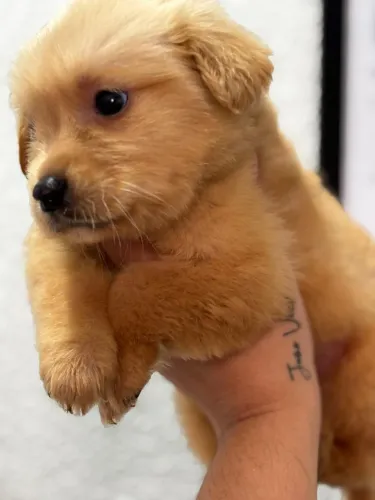 Filhotes de Golden Retriever 