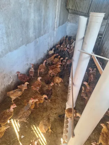 EMBRAPA 051 - 30 DIAS