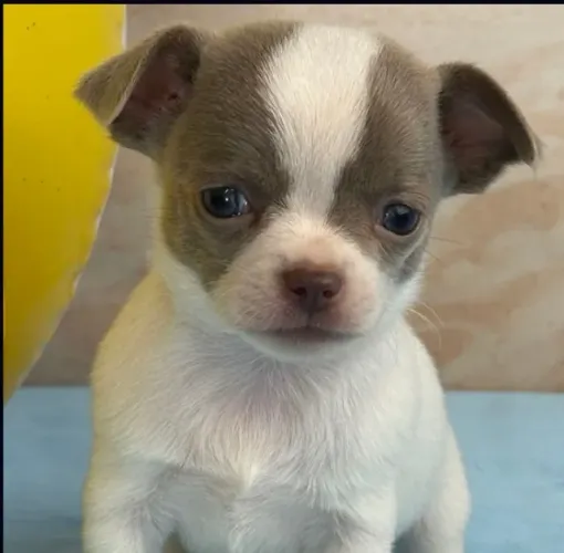 Chihuahua Pequeno - Filhote criado com amor