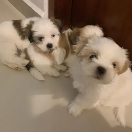 ?Lhasa Apso filhotes disponíveis agora?