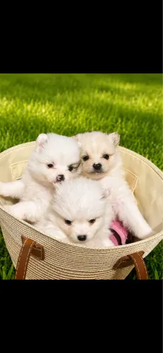 spitz alemão/Lulu da pomerânia