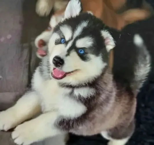 Pequenos lobinhos árticos - Filhotes de Husky Siberiano super carinhosos