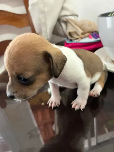 Filhotes de jack russel