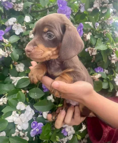 Lindos bebes dachshund miniatura 