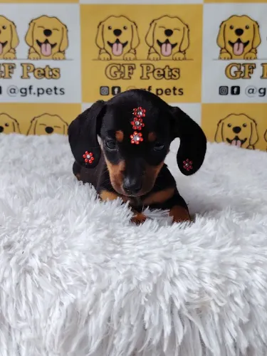 Dashchund salsicha fêmea micro teckel cofap
