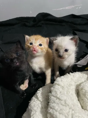 gatinhos