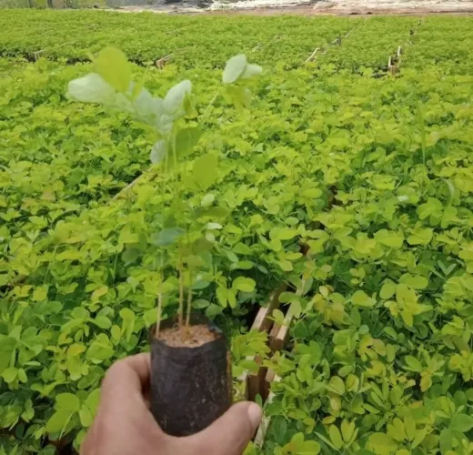 Mudas de sansão do campo para cerca viva direto do produtor