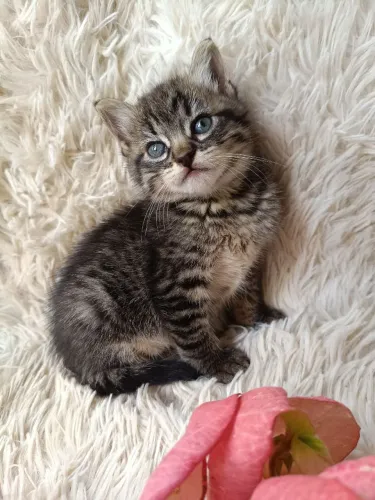 Adoção de Gatinho Tigrado