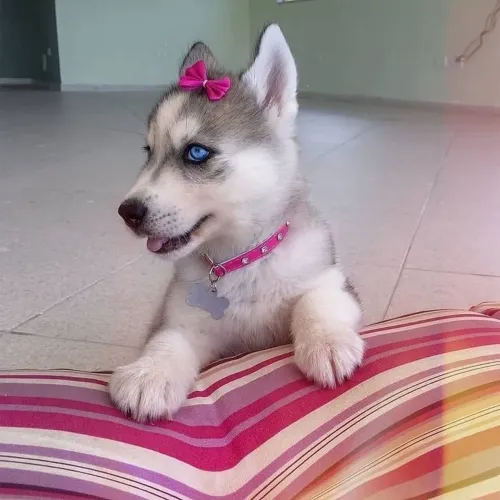 Husky Siberiano - Um Cachorrinho Bão Demais Da Conta