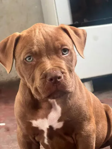 Vende-se Pit Monster, chocolate, acompanha Pedigree