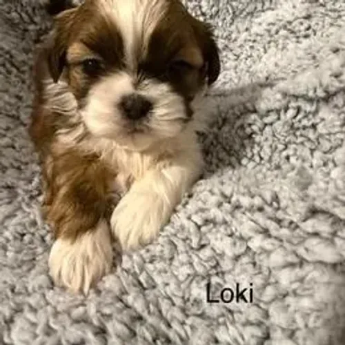 Shih Tzu,Shih Tzu Filhote Linda Linhagem Disponível