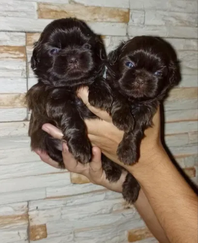  Shih Tzu entre as opções mais escolhidas no mercado pet