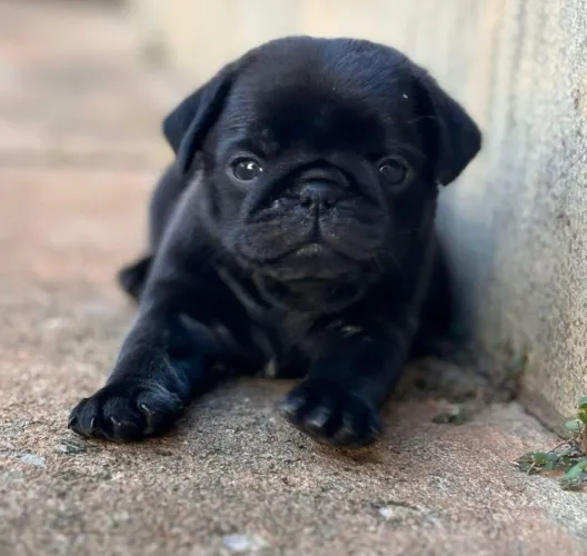 Macho Black