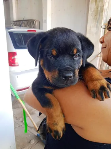 Última Fêmea disponível ROTWEILLER