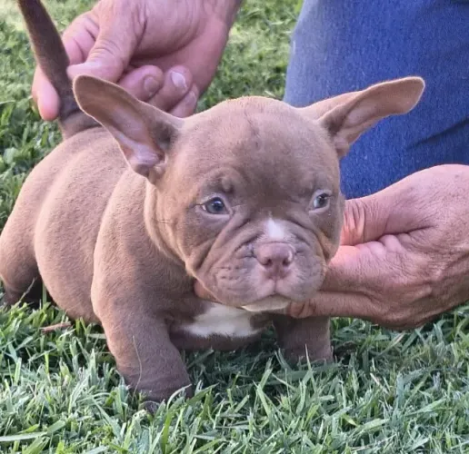 AMERICAN BULLY À PRONTA ENTREGA