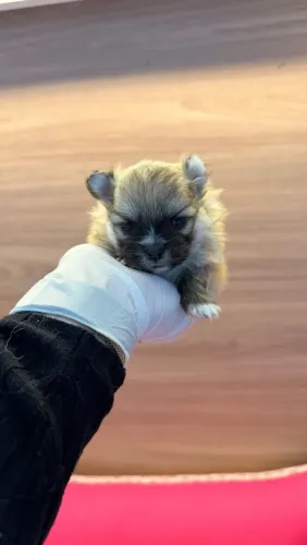 LULU DA POMERÂNIA ANÃO MACHO E FÊMEA