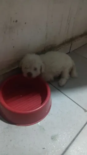 Cachorrinha poodle número 2