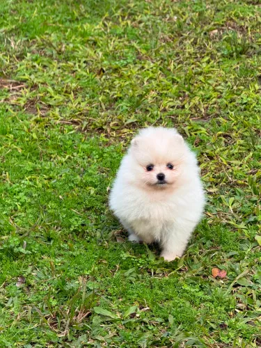 Spitz Alemão Lulu