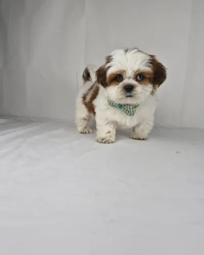 Shih tzu lindo filhote