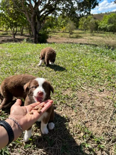 VENDA BORDER COLLIE RESPONSÁVEL 