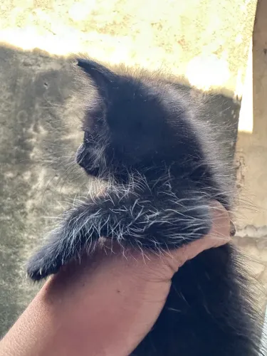 Gatinho preto - Adoção responsável