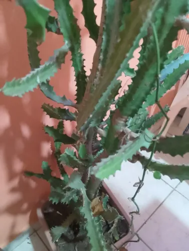 Cacto Osso de Dragão, 1m e 37cm gigante em caqueira 