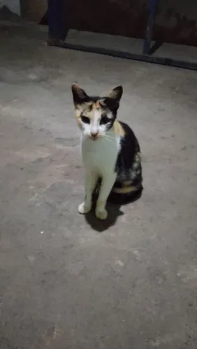 Estou doando essa gata porque eu não tenho condição de criar ela *94 