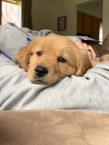 Filhote Golden Retriever, Seu novo amigo peludo está te esperando com o rabinho abanando!
