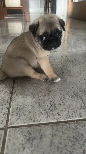 Pug