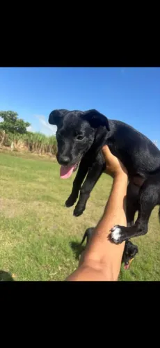 Filhote de rottweiler com labrador