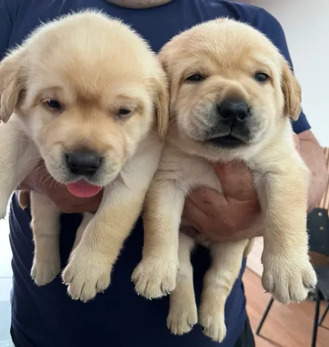 Labrador puro sangue pedigree