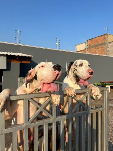 Dogue alemão