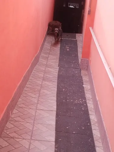 Doa-se cachorro da raça poodle 