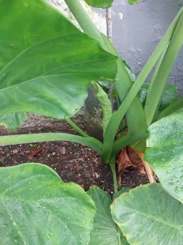 Orelha de Elefante( planta) Gigante