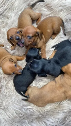 Cofap Dachshund Basset ministura